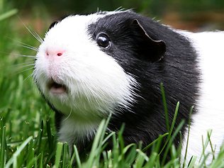 shocked guinea pig Blank Meme Template