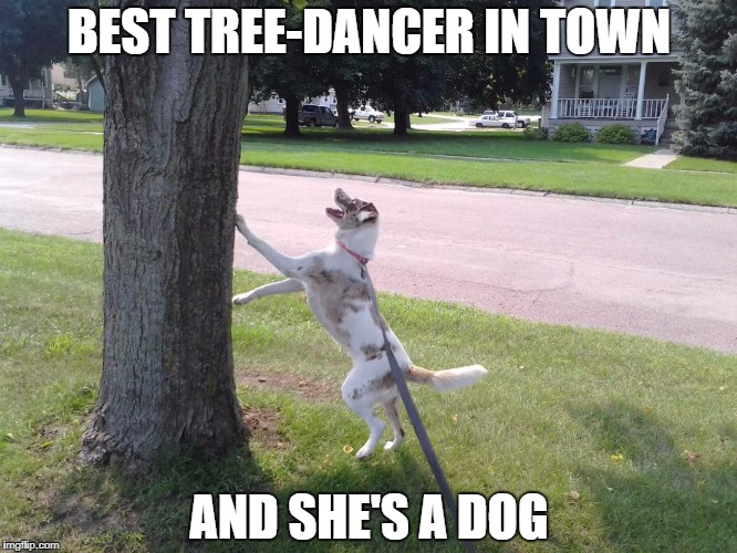 Tree hugging queen | BEST TREE-DANCER IN TOWN; AND SHE'S A DOG | image tagged in queen,tree | made w/ Imgflip meme maker