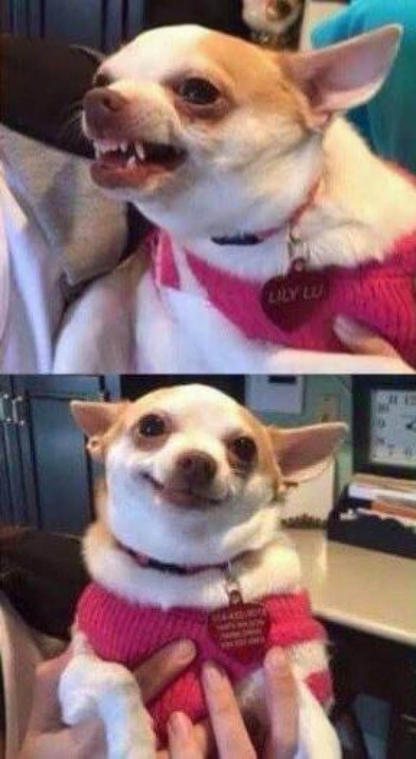 High Quality chihuahua Blank Meme Template