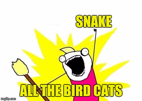 X All The Y Meme | SNAKE ALL THE BIRD CATS | image tagged in memes,x all the y | made w/ Imgflip meme maker