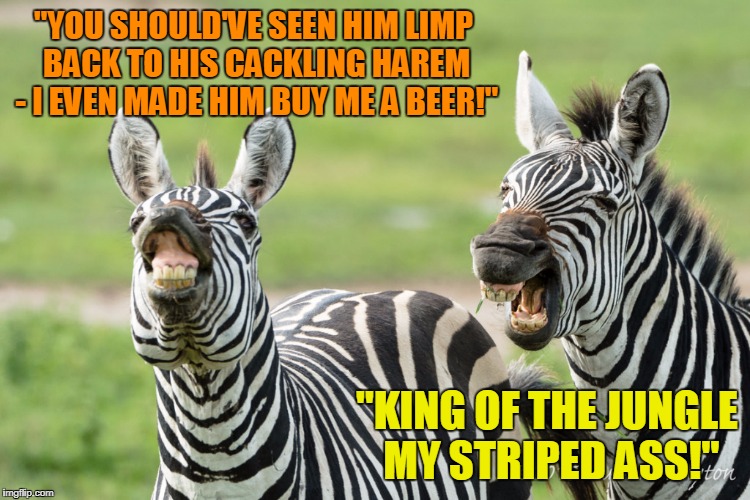 "YOU SHOULD'VE SEEN HIM LIMP BACK TO HIS CACKLING HAREM - I EVEN MADE HIM BUY ME A BEER!" "KING OF THE JUNGLE MY STRIPED ASS!" | made w/ Imgflip meme maker