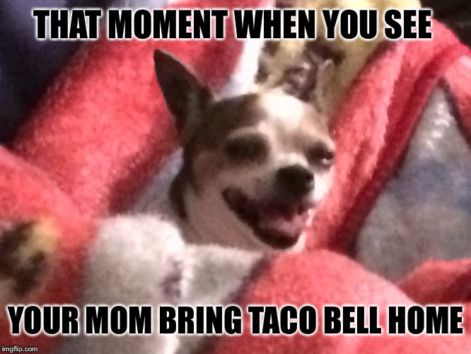 THAT MOMENT WHEN YOU SEE; YOUR MOM BRING TACO BELL HOME | image tagged in doggo | made w/ Imgflip meme maker