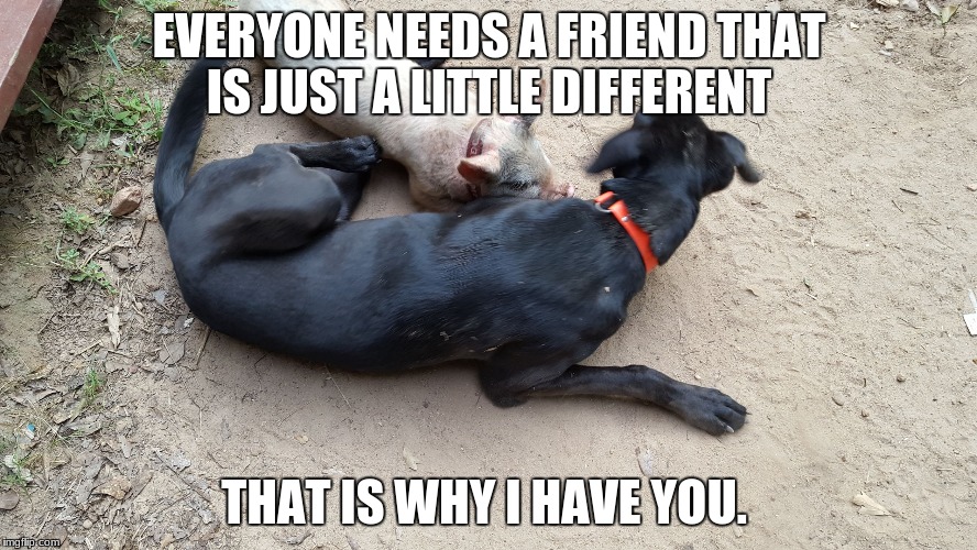 EVERYONE NEEDS A FRIEND THAT IS JUST A LITTLE DIFFERENT; THAT IS WHY I HAVE YOU. | image tagged in dog and pig | made w/ Imgflip meme maker