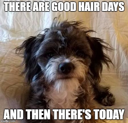 Image tagged in puppy,bad hair day,bad day,messy puppy - Imgflip