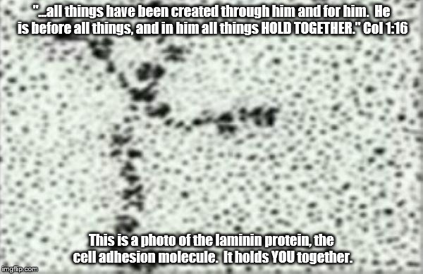 Laminin. This has been done before | "...all things have been created through him and for him.  He is before all things, and in him all things HOLD TOGETHER." Col 1:16; This is a photo of the laminin protein, the cell adhesion molecule.  It holds YOU together. | image tagged in christianity | made w/ Imgflip meme maker