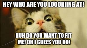 Funny animals | HEY WHO ARE YOU LOOOKIING AT! HUH DO YOU WANT TO FIT ME! OH I GUEES YOU DO! | image tagged in funny animals | made w/ Imgflip meme maker