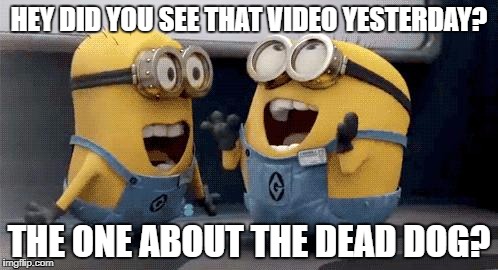 Excited Minions Meme | HEY DID YOU SEE THAT VIDEO YESTERDAY? THE ONE ABOUT THE DEAD DOG? | image tagged in memes,excited minions | made w/ Imgflip meme maker