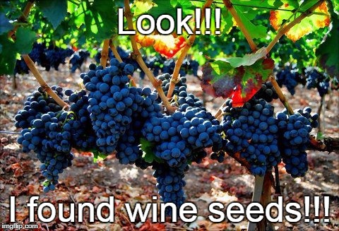 Look!!! | Look!!! I found wine seeds!!! | image tagged in found,wine,seeds | made w/ Imgflip meme maker