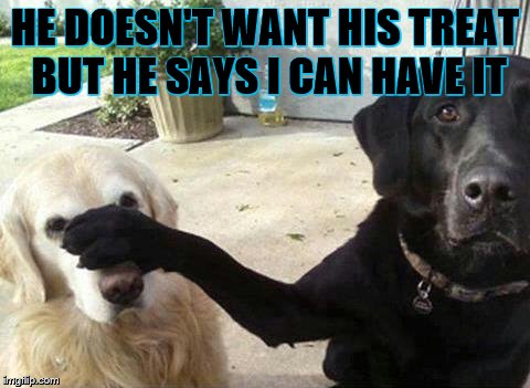 Dogs | HE DOESN'T WANT HIS TREAT BUT HE SAYS I CAN HAVE IT | image tagged in dogs | made w/ Imgflip meme maker