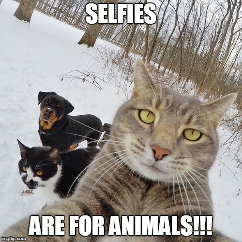 cat selfie | SELFIES; ARE FOR ANIMALS!!! | image tagged in cat selfie | made w/ Imgflip meme maker