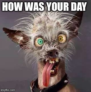 crazy chiwawa | HOW WAS YOUR DAY | image tagged in crazy chiwawa | made w/ Imgflip meme maker