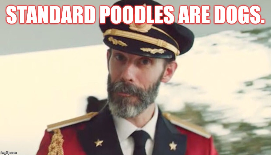 Big dogs | STANDARD POODLES ARE DOGS. | image tagged in obvious,captain,funny,memes,dogs | made w/ Imgflip meme maker