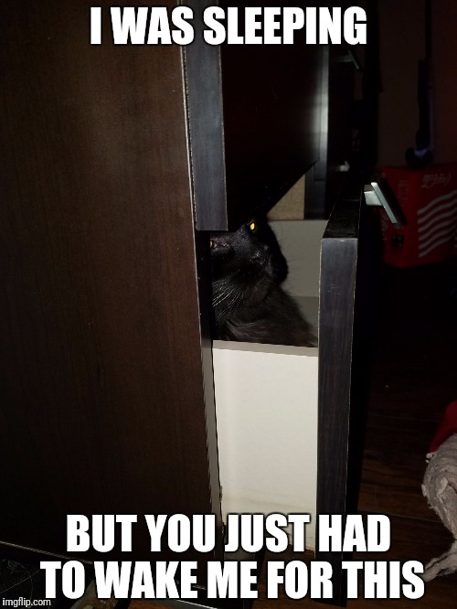 I WAS SLEEPING; BUT YOU JUST HAD TO WAKE ME FOR THIS | image tagged in cat in a drawer | made w/ Imgflip meme maker