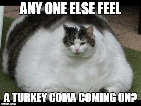 Fat Cat | ANY ONE ELSE FEEL; A TURKEY COMA COMING ON? | image tagged in fat cat | made w/ Imgflip meme maker