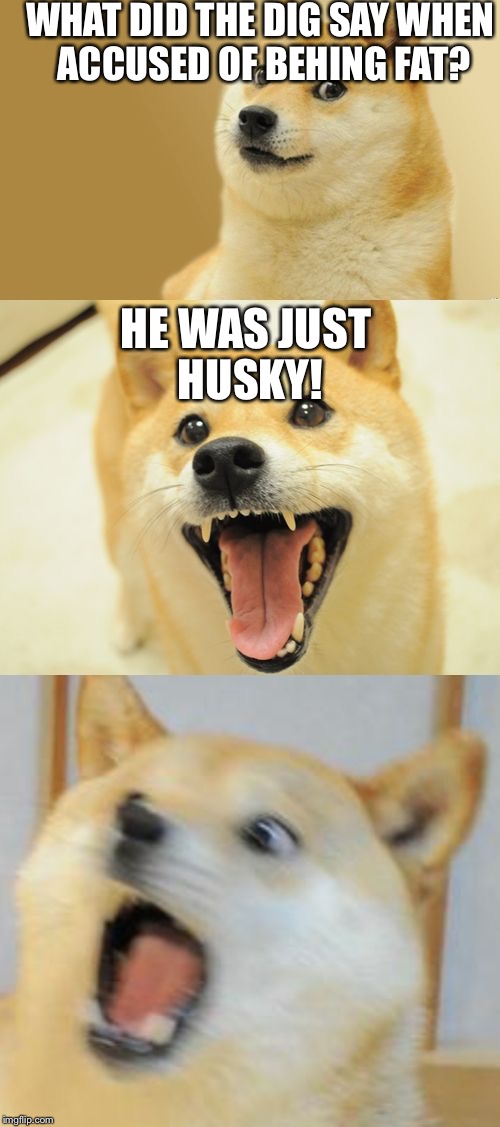 Bad Pun Doge | WHAT DID THE DIG SAY WHEN ACCUSED OF BEHING FAT? HE WAS JUST HUSKY! | image tagged in bad pun doge | made w/ Imgflip meme maker