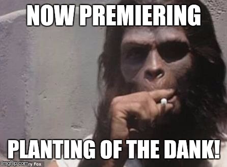 Planting of the dank | NOW PREMIERING; PLANTING OF THE DANK! | image tagged in planet of the apes,weed,pot,dank,smoking,stoned | made w/ Imgflip meme maker