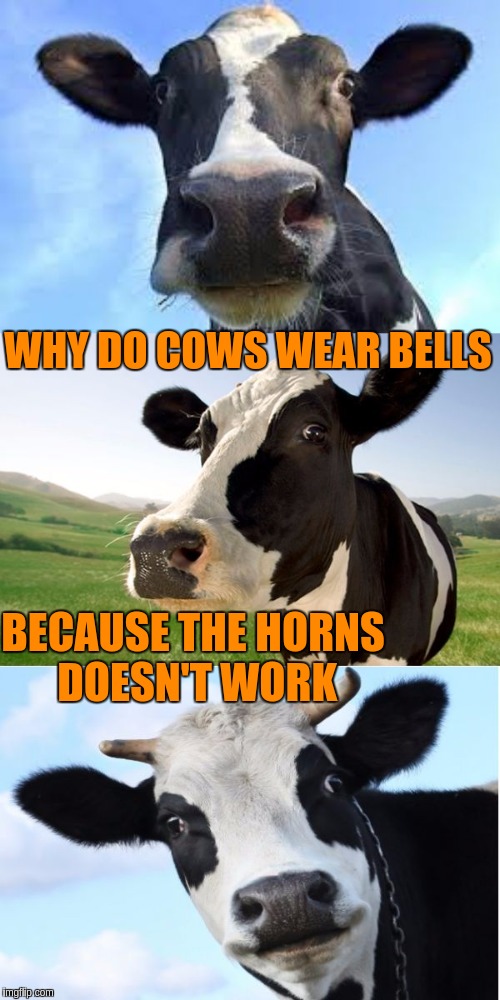 Bad Pun Cow | WHY DO COWS WEAR BELLS; BECAUSE THE HORNS DOESN'T WORK | image tagged in bad pun cow,memes,funny,puns,cows,animals | made w/ Imgflip meme maker