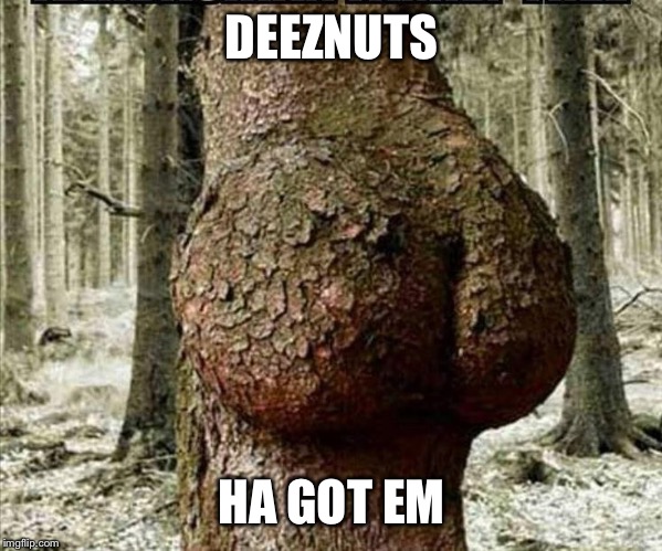 Deeznuts tree | DEEZNUTS; HA GOT EM | image tagged in tree,deez nutz | made w/ Imgflip meme maker