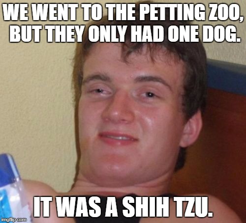 10 Guy Meme | WE WENT TO THE PETTING ZOO, BUT THEY ONLY HAD ONE DOG. IT WAS A SHIH TZU. | image tagged in memes,10 guy | made w/ Imgflip meme maker