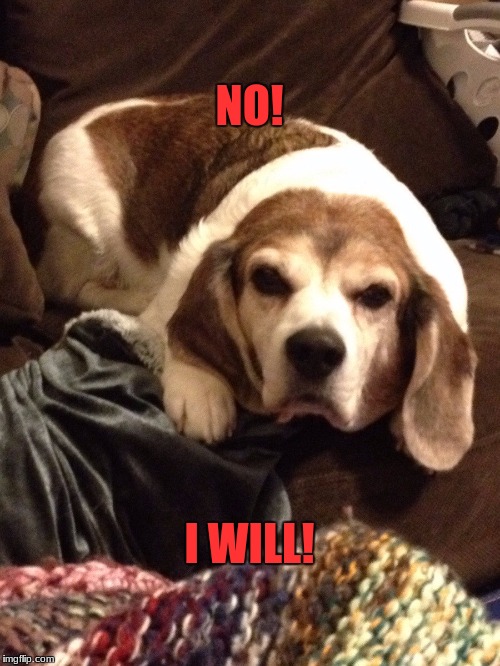 Grumpy Beagle | NO! I WILL! | image tagged in grumpy beagle | made w/ Imgflip meme maker