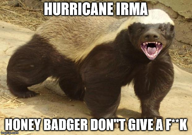Honey badger | HURRICANE IRMA; HONEY BADGER DON"T GIVE A F**K | image tagged in honey badger | made w/ Imgflip meme maker