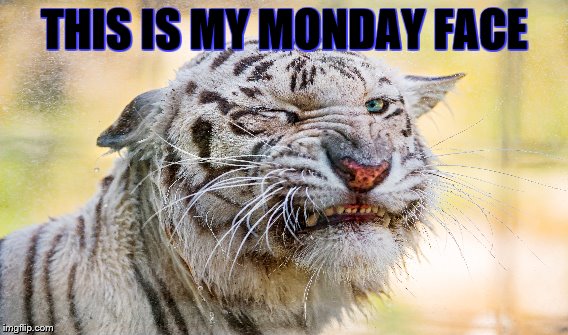 g | THIS IS MY MONDAY FACE | image tagged in g | made w/ Imgflip meme maker