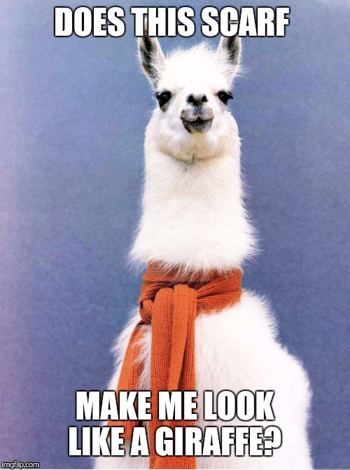 image tagged in llamas with hats | made w/ Imgflip meme maker
