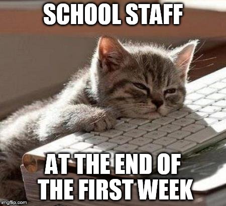 tired cat | SCHOOL STAFF; AT THE END OF THE FIRST WEEK | image tagged in tired cat | made w/ Imgflip meme maker