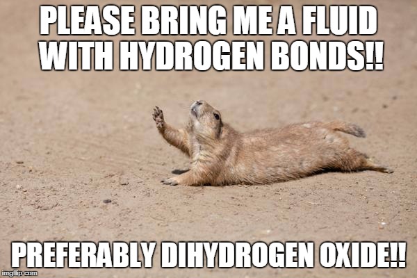 thirsty rodent | PLEASE BRING ME A FLUID WITH HYDROGEN BONDS!! PREFERABLY DIHYDROGEN OXIDE!! | image tagged in thirsty rodent | made w/ Imgflip meme maker