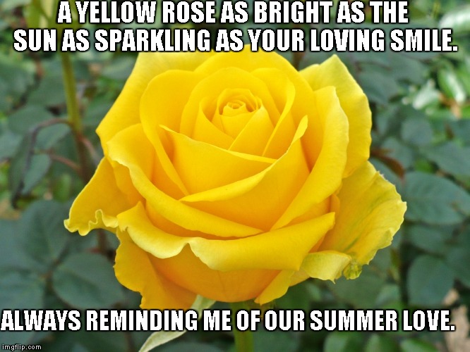 Bright As the Sun | A YELLOW ROSE AS BRIGHT AS THE SUN AS SPARKLING AS YOUR LOVING SMILE. ALWAYS REMINDING ME OF OUR SUMMER LOVE. | image tagged in yellow roses,the sun,summer,love,smiles | made w/ Imgflip meme maker