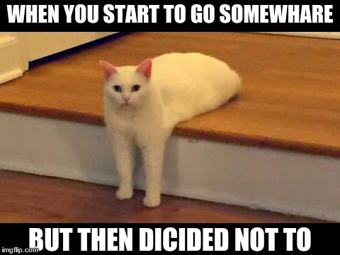 WHEN YOU START TO GO SOMEWHARE; BUT THEN DICIDED NOT TO | image tagged in cat,lazy | made w/ Imgflip meme maker