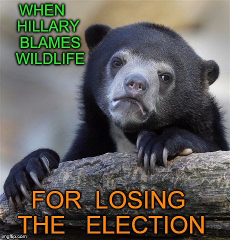 Confession Bear | WHEN   HILLARY   BLAMES   WILDLIFE; FOR  LOSING    THE   ELECTION | image tagged in memes,confession bear | made w/ Imgflip meme maker