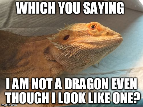 Bearded Dragon Logic | WHICH YOU SAYING; I AM NOT A DRAGON EVEN THOUGH I LOOK LIKE ONE? | image tagged in bearded dragons | made w/ Imgflip meme maker