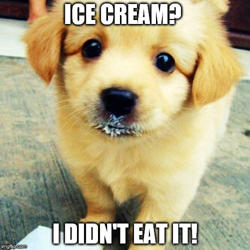 Ice Cream puppy | ICE CREAM? I DIDN'T EAT IT! | image tagged in dog | made w/ Imgflip meme maker