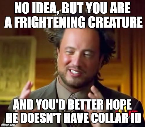 Ancient Aliens Meme | NO IDEA, BUT YOU ARE A FRIGHTENING CREATURE AND YOU'D BETTER HOPE HE DOESN'T HAVE COLLAR ID | image tagged in memes,ancient aliens | made w/ Imgflip meme maker