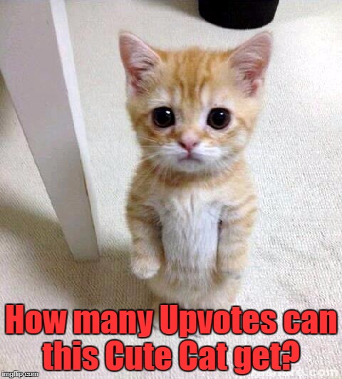Cute Cat | How many Upvotes can this Cute Cat get? | image tagged in memes,cute cat | made w/ Imgflip meme maker