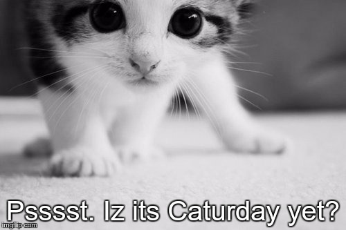 Psssst. Iz its Caturday yet? | image tagged in is its caturday kitten | made w/ Imgflip meme maker