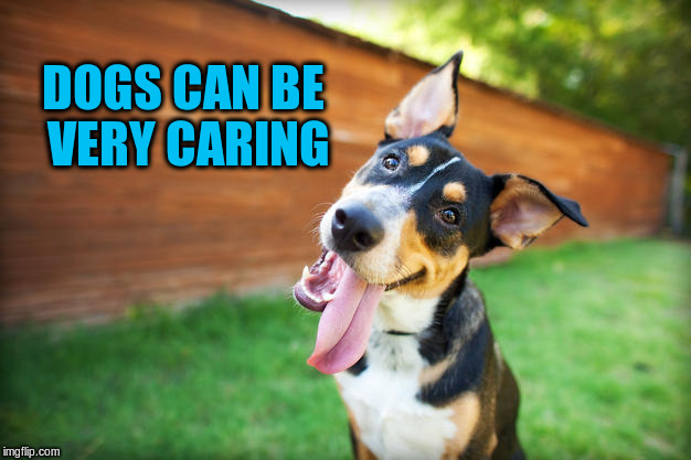 DOGS CAN BE VERY CARING | made w/ Imgflip meme maker