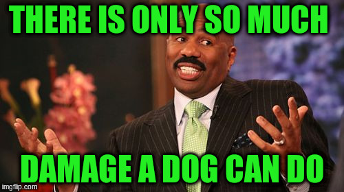 Steve Harvey Meme | THERE IS ONLY SO MUCH DAMAGE A DOG CAN DO | image tagged in memes,steve harvey | made w/ Imgflip meme maker