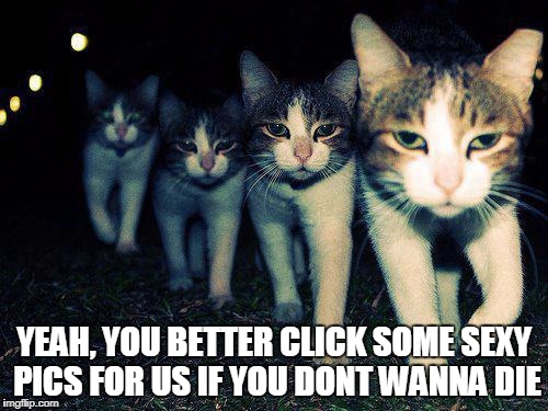 Wrong Neighboorhood Cats | YEAH, YOU BETTER CLICK SOME SEXY PICS FOR US IF YOU DONT WANNA DIE | image tagged in memes,wrong neighboorhood cats | made w/ Imgflip meme maker