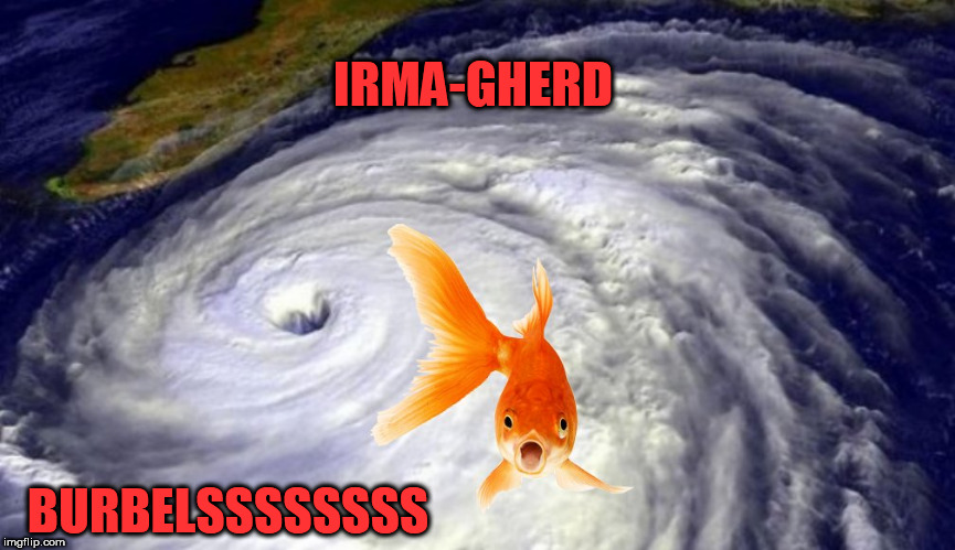 bubbles |  IRMA-GHERD; BURBELSSSSSSSS | image tagged in irma,ermagherd,ermagerd,bubbles,hurricane,hurricane irma | made w/ Imgflip meme maker