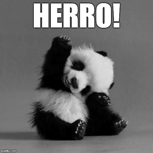 Cute Panda Says Hi | HERRO! | image tagged in hello,panda,cute panda says hi,herro,cute panda,adorable | made w/ Imgflip meme maker