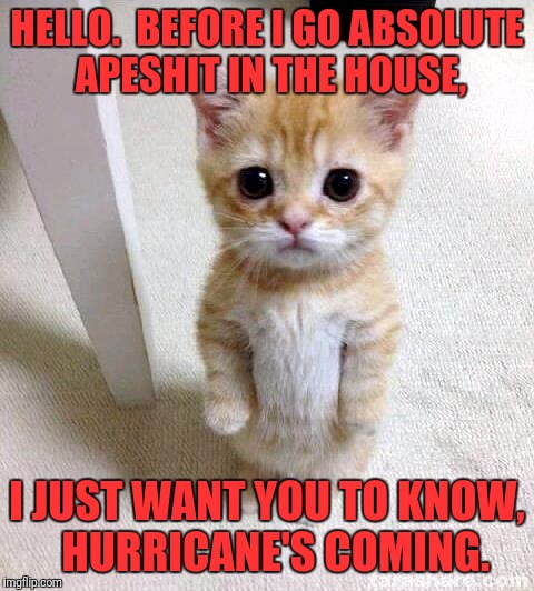 Cute Cat | HELLO.  BEFORE I GO ABSOLUTE APESHIT IN THE HOUSE, I JUST WANT YOU TO KNOW,  HURRICANE'S COMING. | image tagged in memes,cute cat | made w/ Imgflip meme maker