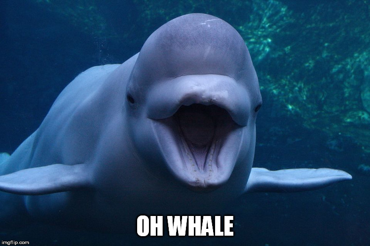 OH WHALE | made w/ Imgflip meme maker