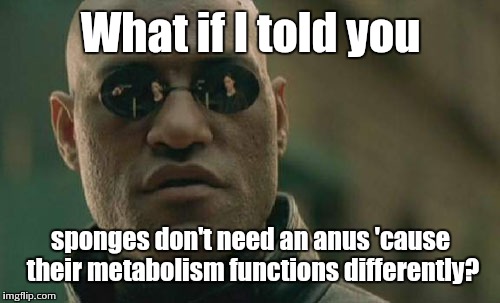 Matrix Morpheus Meme | What if I told you sponges don't need an anus 'cause their metabolism functions differently? | image tagged in memes,matrix morpheus | made w/ Imgflip meme maker