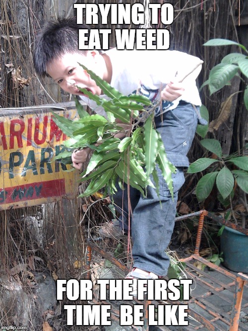 TRYING TO EAT WEED; FOR THE FIRST TIME 
BE LIKE | image tagged in weed boy | made w/ Imgflip meme maker