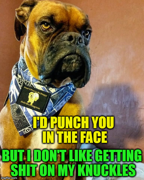 Grumpy Dog | I'D PUNCH YOU IN THE FACE BUT I DON'T LIKE GETTING SHIT ON MY KNUCKLES | image tagged in grumpy dog | made w/ Imgflip meme maker