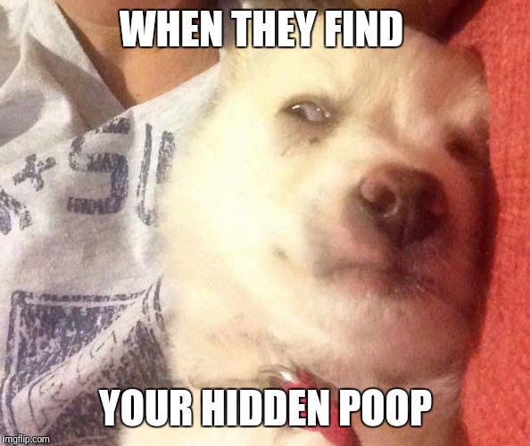WHEN THEY FIND; YOUR HIDDEN POOP | image tagged in dodge meme | made w/ Imgflip meme maker