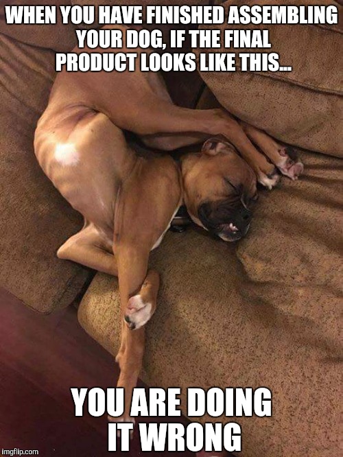 Some Assembly Required | WHEN YOU HAVE FINISHED ASSEMBLING YOUR DOG, IF THE FINAL PRODUCT LOOKS LIKE THIS... YOU ARE DOING IT WRONG | image tagged in some assembly required,memes,funny memes,bulldogs | made w/ Imgflip meme maker