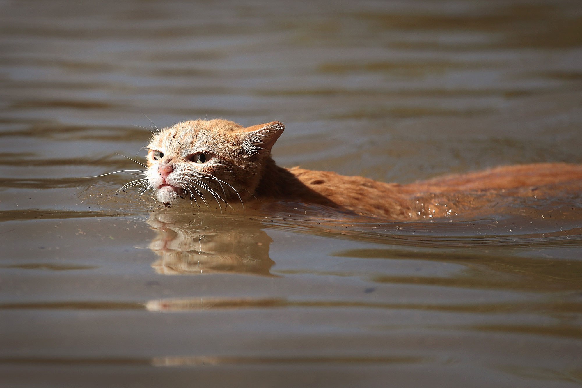 Angry Hurricane Harvey Cat Blank Meme Template